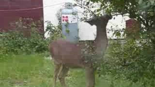 Ontario Whitetail Deer  Rainy River Spike Buck Harris Hill Resort [upl. by Judsen]