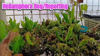 Heliamphora Bog Repotting [upl. by Dlawso]