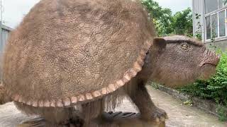 Dynamic Glyptodon model an ancient creature [upl. by Gare166]