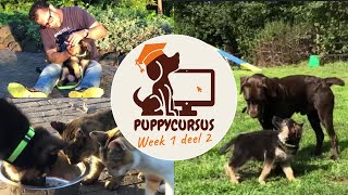 Online puppycursus week 1 deel 2 [upl. by Nagrom]