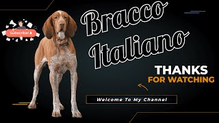 Bracco Italiano Dog Breed  Complete Guide amp Information [upl. by Akinna648]