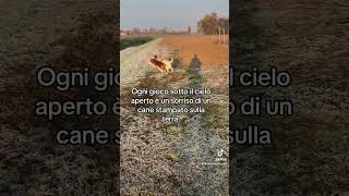 Ogni gioco sotto il cielo aperto è un sorriso di un cane stampato sulla terra vacanze4zampe [upl. by Apostles]