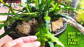 Fish Bone Cactus Selenicereus anthonyanus  Showy fragrant Purple Flowers  Fast growing epiphyte [upl. by Laise]