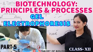 GEL ELECTROPHORESIS TECHNIQUE PART5BIOTECHNOLOGY NEET 2025NCERT BIOLOGYDNA SEPARATIONHTET [upl. by Hagile]