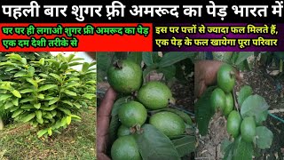 🌲शुगर फ्री अमरूद का पेड़ शुगर कंट्रोल अमरूद🌲 Diabetes Control Guava To plant trees🌲 [upl. by Justus]