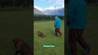 addestramentocani dogtraining detectiondogs boxerdog boxerworkingdog workingdogs cane dog [upl. by Gaillard]