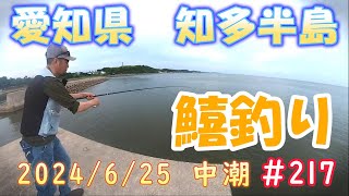 【愛知県釣り】2024625 知多半島 漁港 鱚釣り＃217 [upl. by Nirot]