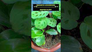 Maranta leuconeura💚🌱🪴prayerplantplants anthophilegardening plantcarehappynessutubeshorts 💚 [upl. by Colinson703]