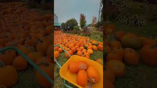 downey’s farm canadavibes canadalife pumpkin season son [upl. by Ebneter648]