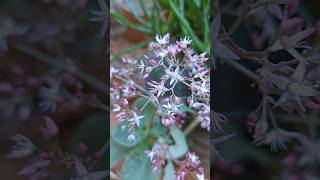 plants in winter ☃️ plants shorts gardening [upl. by Yhtuv]