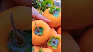 Persimmon Harvesting Vlog  Village  Vlogs New Video  Best Vlog  Short [upl. by Ecissej]