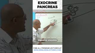 Exocrine pancreas drnajeeb drnajeeblectures pancreas [upl. by Yerfdog]