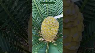 Encephalartos msinganus  Cycad Pollination 2022  Encephalartos woodii Debutant Ball [upl. by Adam]