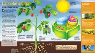 la photosynthèse [upl. by Ahsiket]