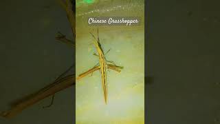 Chinese GrasshopperOriental long headed grasshopperWhite GrasshopperNatureInsectEntomology [upl. by Ciredor]