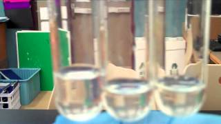 NEW  Enzyme Lab  What Factors Affect Enzyme Activity [upl. by Radnaskela]