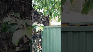 RINGTAIL POSSUM possums australia wildlife atwork garden creature cute shorts [upl. by Lipski]