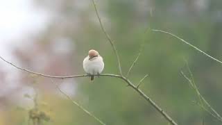 Isabelline Shrike Sp [upl. by Atonsah]