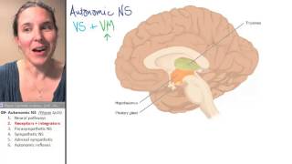 ANS 2 Receptors and integrators [upl. by Siward]