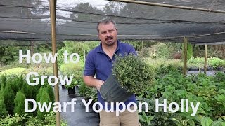 How to grow Dwarf Yaupon Holly Very Low Maintenance with detailed description [upl. by Eppesiug246]