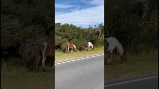 Assateague State Park with Wild Horses [upl. by Caitrin]