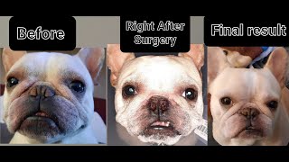 Corrective Surgery for Stenotic Nares French bulldog [upl. by Frodeen48]