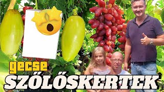 🍇 SZŐLŐSKERTEK 213rész ►GECSE ► Gigantikus bogyók [upl. by Nannoc]