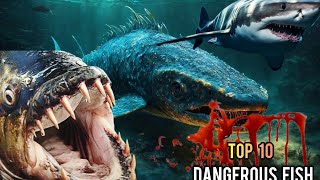 The 10 most dangerous fish in the world [upl. by Lednyc]