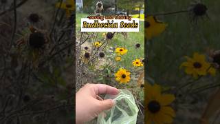 Saving and Storing Blackeyed Susan seeds shorts garden saving storing rudbeckia seeds plants [upl. by Saoj]