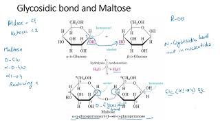 Disaccharides [upl. by Glenn]