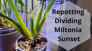 Repotting amp Dividing Miltonia Sunset Oncidium Orchid Care [upl. by Anselme]