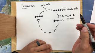 Citric Acid Cycle [upl. by Christiansen632]