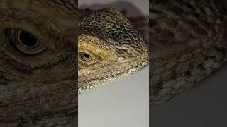 Bearded Dragon Nostrils Blocked with Shed  Helping a neglected Bearded Dragon stayrad cheecho [upl. by Sanders]