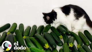 Gato conoce a un pepino y se enamora instantáneamente  Cat Crazy  El Dodo [upl. by Nrubyar137]