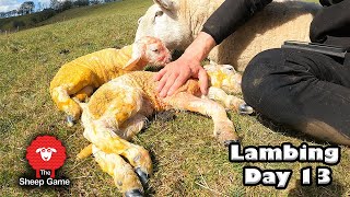 LAMBING WAS GOING TOO WELL  Vlog 13  Lambing 2021 [upl. by Nho592]