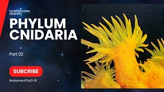 Phylum cnidaria Classes of cnidriaClass Hydrozoa  colonial Hydroid obelia GoonionemusHydra [upl. by Anelrihs]