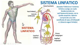 IL SISTEMA LINFATICO [upl. by Inirt179]