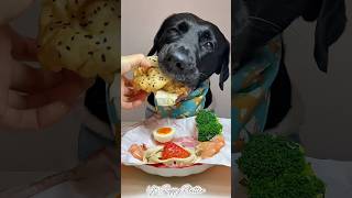 Lunch Time🍔 puppy dog dogfood shorts shortsvideo youtubeshorts [upl. by Nottage]