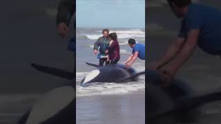 SEVEN Orcas Rescued in Argentina [upl. by Naerad]