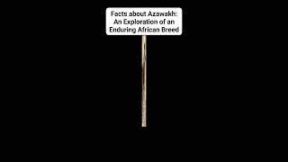 Facts about Azawakh An Exploration of an Enduring African Breed [upl. by Assadah]