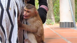 Baby monkey need mom pay attention [upl. by Eikceb]