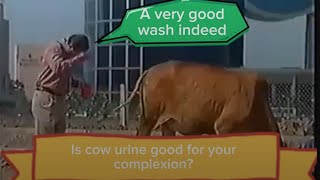 quotI start my day by drinking somequot is cow urine really good for us healthtips culture funny cows [upl. by Hsizan]