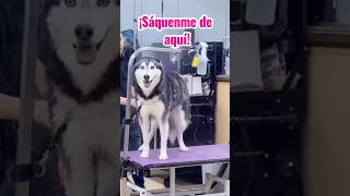 ¡Mi husky le grita a su peluquero 😡 [upl. by Ubana324]