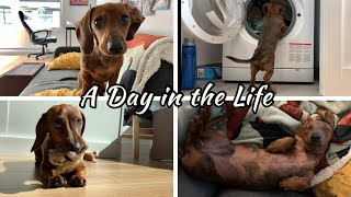 A day in the life of a mini dachshund puppy [upl. by Llatsyrc]