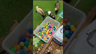 Daily Chaos  Ferrets At Play shorts ferretsplaying happyferrets [upl. by Eddi330]