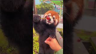 WOW adorable red panda🍼🍼🍼 amsr foryou ailurusfulgens redpanda fpy zoo cute [upl. by Alhahs]