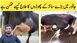 Abscess in buffalo Huge size AbscessHow to treat Abscess in cattle by Dr khyam [upl. by Chee]