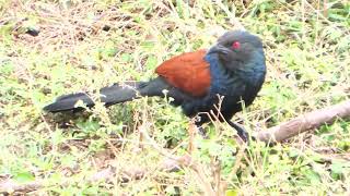 Greater Coucal भारद्वाज पक्षी [upl. by Jorin593]