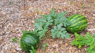 How Many Watermelons to grow per plant [upl. by Bartholomew]