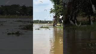 Crocodilos do pantanal [upl. by Norm627]